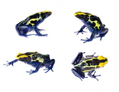 ok kurbağası Dendrobates tinctorius 