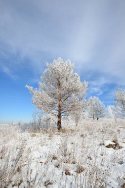 Kar ve in Rime'ı çam ağaçlarıyla kaplı