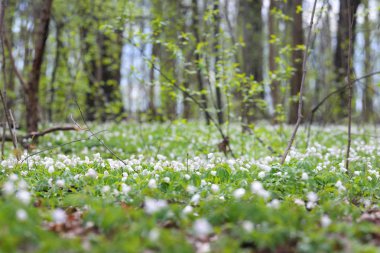 Bahar ormandaki yabani Anemone çiçekler