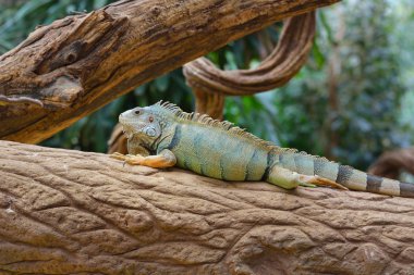 Bir ağaç gövdesinde dinlenme Iguana