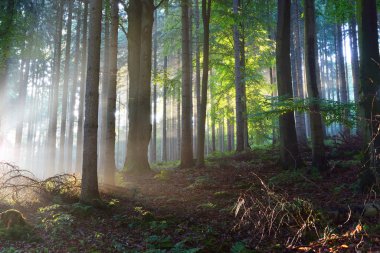 Güneş ışınları puslu bir ormandaki bir siste