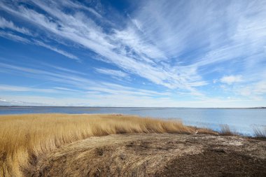 Mavi Göl kıyısında, sarı kamış
