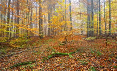 Güzel kayın ağacı orman Güz