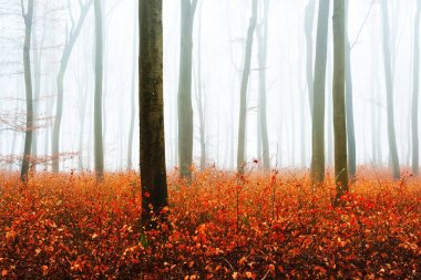 Sisli sonbahar Orman ağacı siluetleri ile