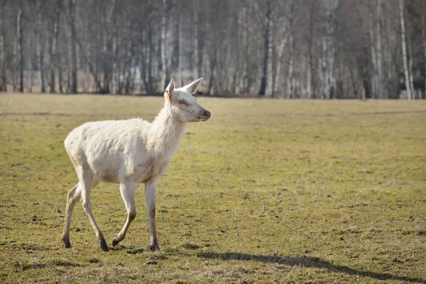 Cachorro de ciervo blanco en un prado de primavera — Foto de Stock