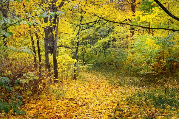 Beco de outono em um parque antigo — Fotografia de Stock