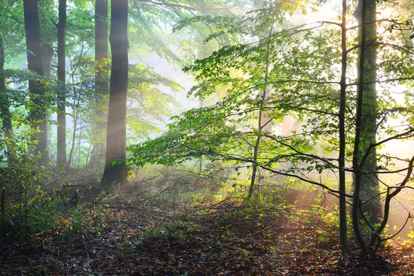 Sun rays in a foggy misty forest — Stock Photo, Image