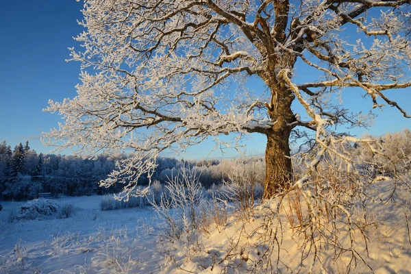 Snowcovered 丘の上さびしいカシの木 — ストック写真