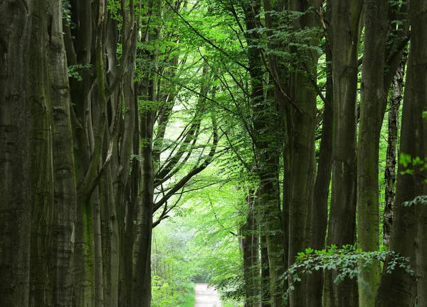 Passerella in una verde foresta di faggi primaverili — Foto Stock