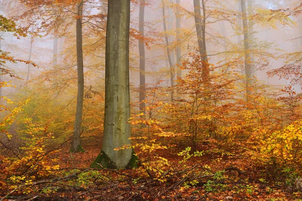 Egy őszi erdőben titokzatos reggel köd — Stock Fotó