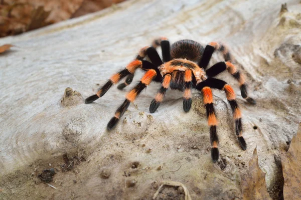 Birdeater tarantula spider Brachypelma smithi — Zdjęcie stockowe