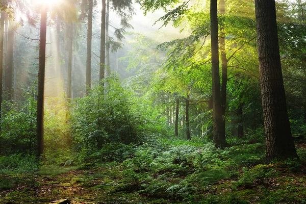 Sluneční paprsky v zamlžené mlhou les — Stock fotografie