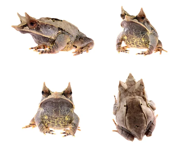 La rana cornuta dal naso lungo Megophrys nasuta — Foto Stock