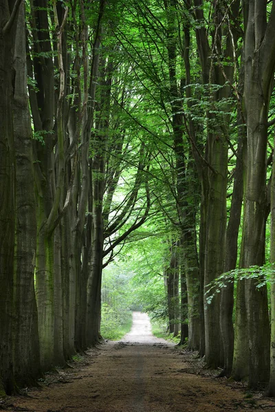 Chodnik w zielony las bukowy wiosna — Zdjęcie stockowe