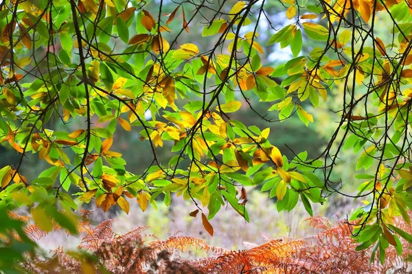 Folhas em galhos de árvores penduradas sobre samambaias — Fotografia de Stock