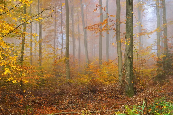 Gizemli sabah sis sonbahar bir ormanda