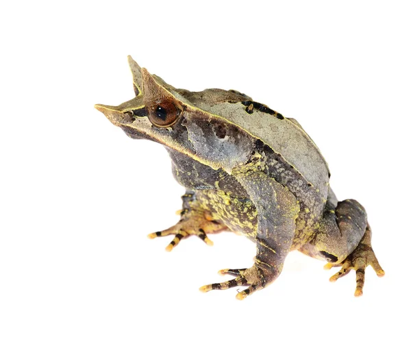 The long-nosed horned frog Megophrys nasuta — Stock Photo, Image