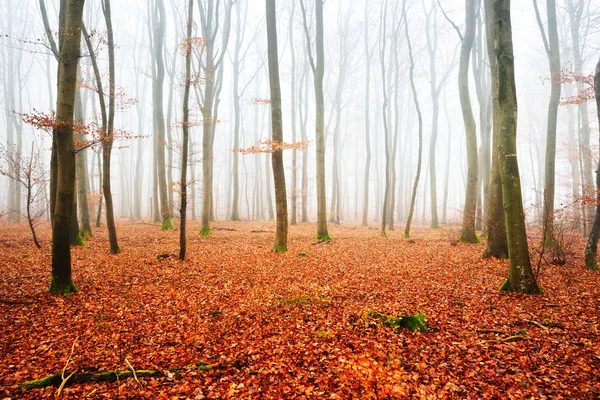 Sisli sonbahar Orman ağacı siluetleri ile