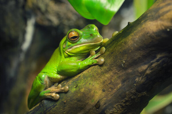 Australian green tree frog Litoria caerulea in a natural environment resting on a tree