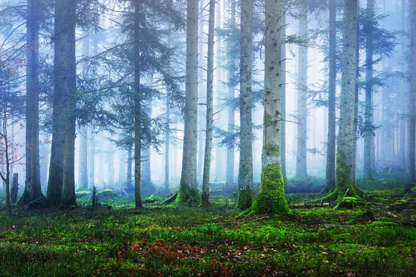 Floresta de pinheiros escura e misteriosa em névoa — Fotografia de Stock