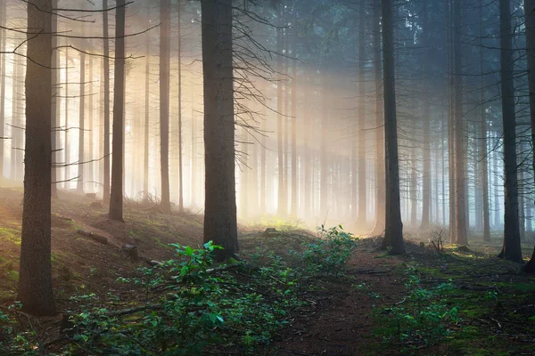 Raios solares em uma floresta nebulosa escura — Fotografia de Stock