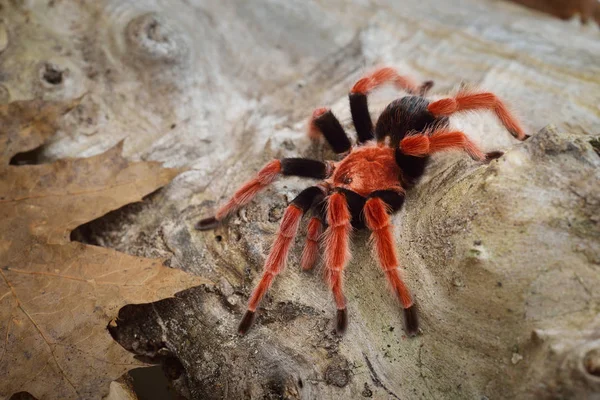 Birdeater tarantula spider Brachypelma smithi — Stock Photo, Image