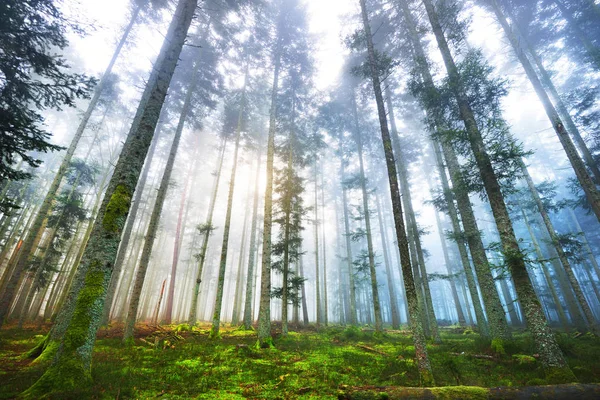 Floresta de pinheiros nebulosa escura com musgo — Fotografia de Stock