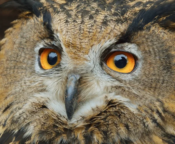 Eurasian eagle-owl in natural environment — Stock Photo, Image