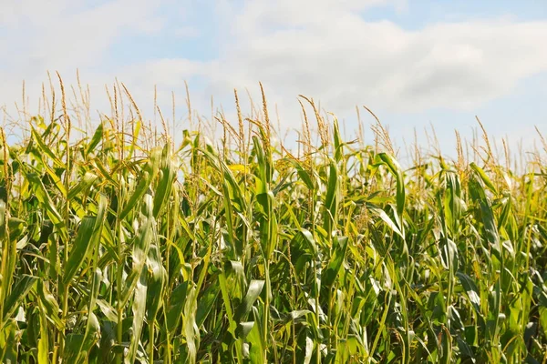 Yeşil mısır tarlası