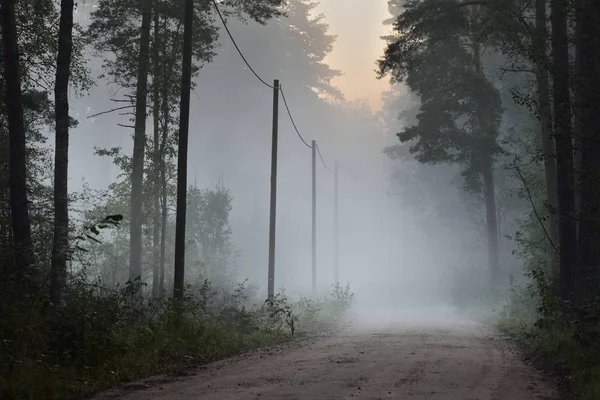 Bir yol ve yaprak döken orman sisli gündoğumu 