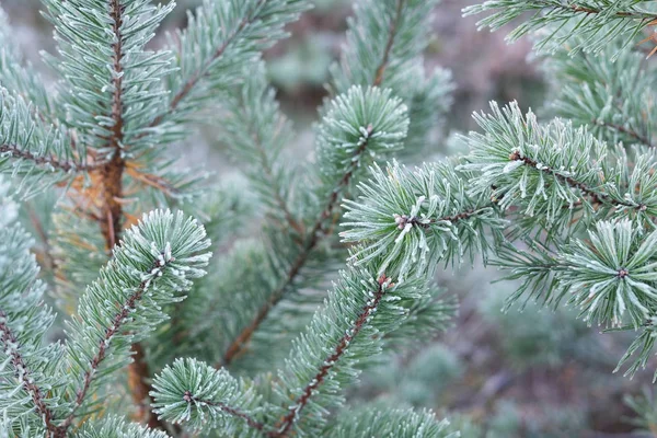 Gefrorene Pflanzen im Winter mit dem Reif darauf — Stockfoto