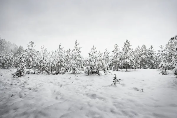 Pins dans une forêt d'hiver — Photo