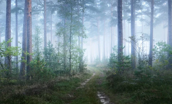 Дорога і туманне схід сонця в листяному лісі — стокове фото