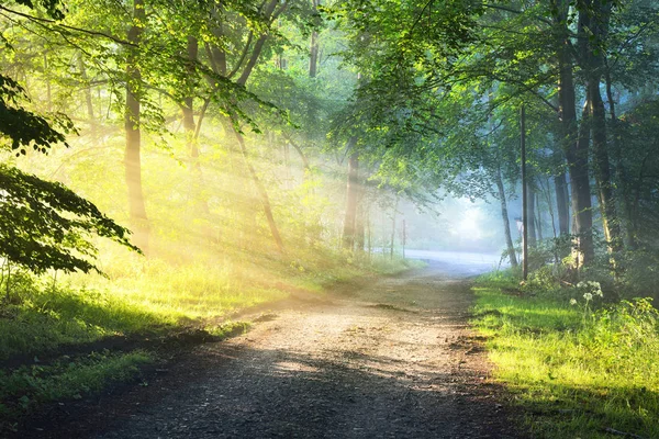Štěrková cesta v zamlžené mlhou les — Stock fotografie