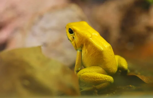 金色的箭毒蛙 — 图库照片