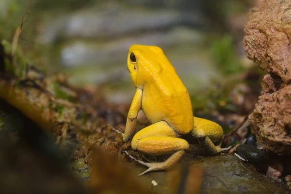 Sapo seta veneno dourado — Fotografia de Stock