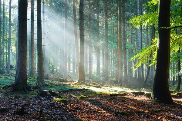 Rayos de sol en una niebla en un bosque brumoso — Foto de Stock