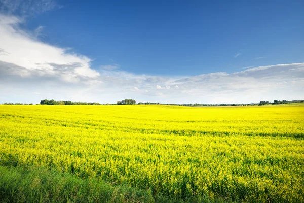 Цветущее сельскохозяйственное поле в сельской местности Латвии — стоковое фото