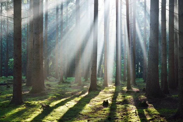 안개 숲에 안개에서 태양 광선 — 스톡 사진