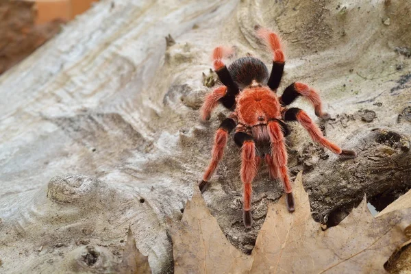 Birdeater tarantula spider Brachypelma smithi — 图库照片