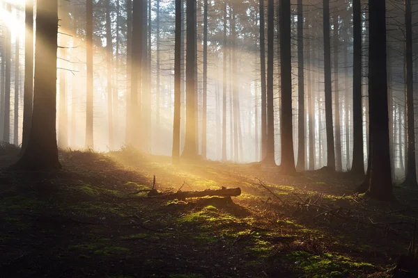 暗い霧の森でのツリー シルエット — ストック写真