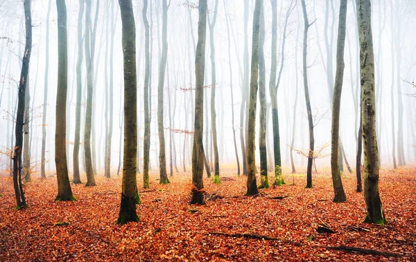 Forêt automnale brumeuse avec silhouettes d'arbres — Photo