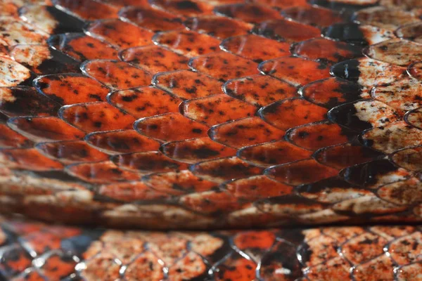 Serpiente de hierba exótica roja colorida —  Fotos de Stock
