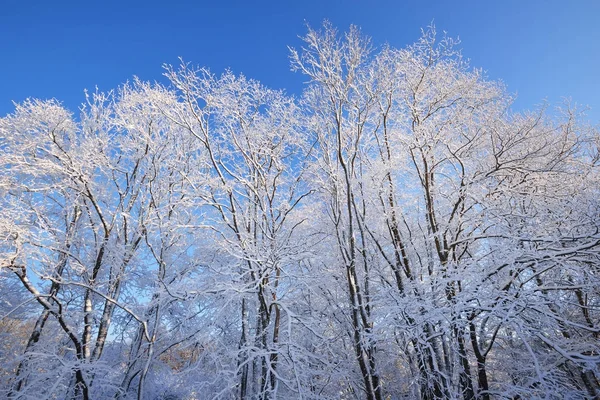 País das maravilhas do inverno com hoarfrost e árvores de neve — Fotografia de Stock