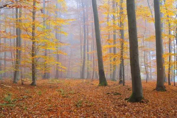 Mysterious morning fog in a autumn forest — Stock Photo, Image