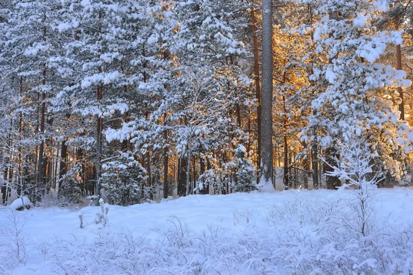 Paese delle meraviglie invernali in una pineta innevata — Foto Stock