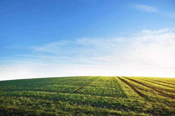 Rigoglioso campo agricolo verde — Foto Stock