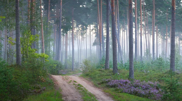 Una strada e un'alba nebbiosa nella foresta decidua — Foto Stock