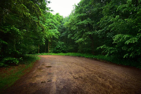 Schotterpiste im Sommerwald nach einem Regen — Stockfoto