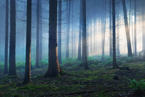 霧の神秘的な森の中の太陽光線 — ストック写真
